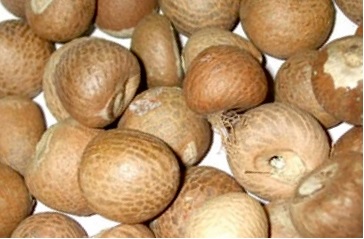 Areca nut (Supari)